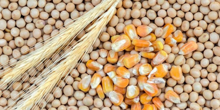 عقود الحبوب