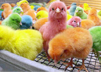 الوادي لـ"قلم بيطري": أسواق الكتاكيت تشهد نشاطا ملحوظا رغم ارتفاع سعر العلف