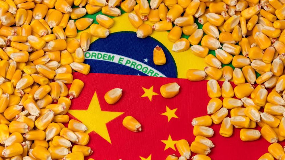 ارتفاع واردات الصين من فول الصويا والذرة البرازيلية في نوفمبر
