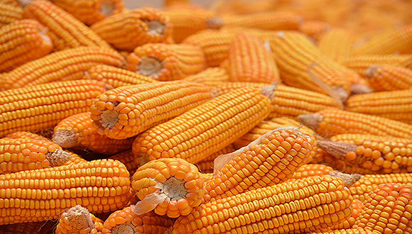 الولايات المتحدة تبيع 367.500 طن من الذرة في أسبوع