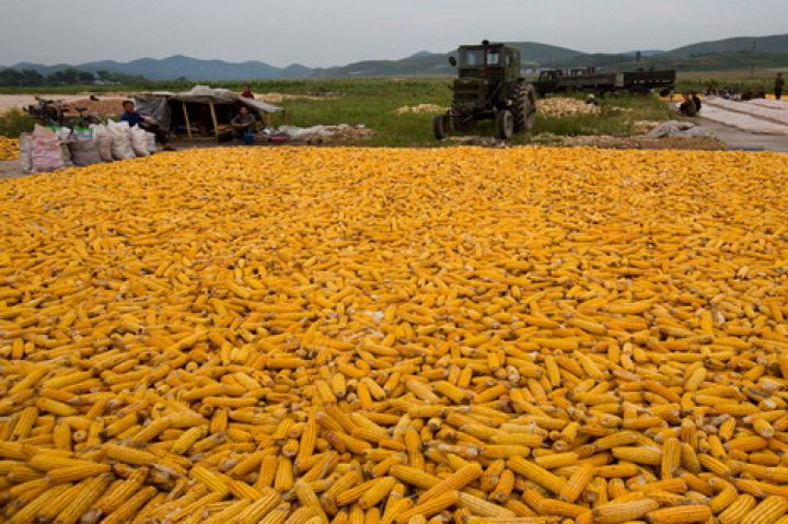 بمقدار 7 ملايين طن.. مجلس الحبوب الدولي يرفع توقعاته لمحصول الذرة العالمي في موسم 2023-24