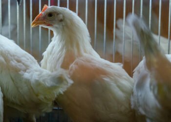 عبد المغيث: تراجع حاد في المعروض من الدواجن و3 أشهر لرجوع الوضع الطبيعي