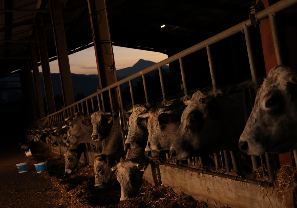 إندونيسيا تستورد 676 ألف رأس من الماشية الحية هذا العام