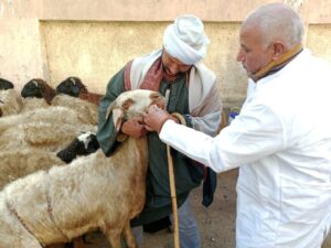 الزراعة: إعطاء أكثر من 6.7 مليون جرعة ضد مرضى الحمي القلاعية وحمى الوادي المتصدع