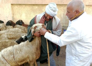 مربي المواشي