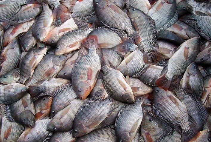 الاتحاد الزراعي البرازيلي ترفض استيراد أسماك البلطي من فيتنام