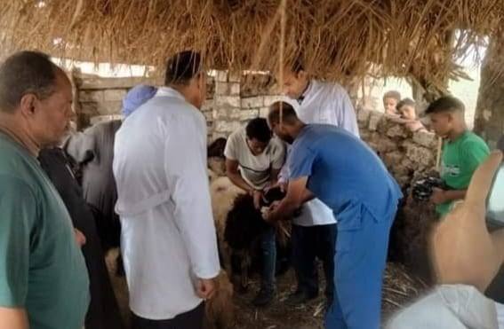 بيطري المنيا: الانتهاء من تحصين 352 ألف رأس ماشية ضد الأمراض الوبائية