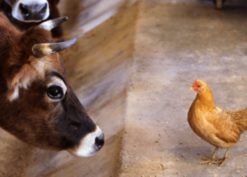 زيادة إنتاج الماشية والدواجن في الاتحاد الروسي بنسبة 3.1٪ في عام 2023