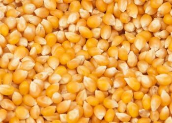 أسعار العقود الآجلة للذرة تواصل خسائرها في بورصة شيكاغو اليوم الأربعاء