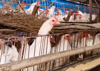 خاص| محمد عادل: أسعار الدواجن تقفز 4 جنيهات متأثرة بقلة المعروض