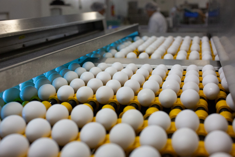 صادرات البيض البرازيلي تغلق عام 2023 بنمو 168.1%