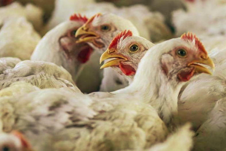 الفلبين تحظر واردات الدواجن من بلجيكا وفرنسا لمنع انتشار انفلونزا الطيور
