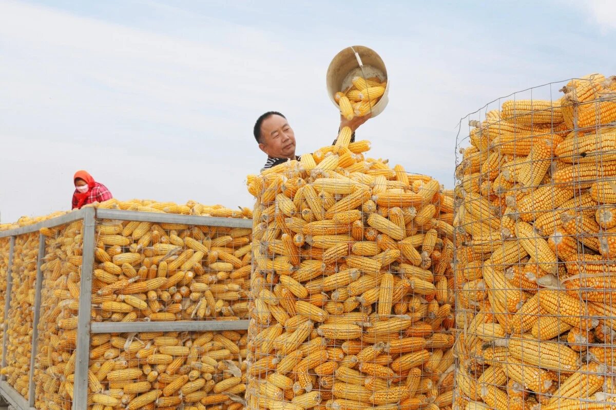 انخفاض صافي مبيعات وصادرات الذرة الأمريكية الأسبوعية بنسبة 24٪