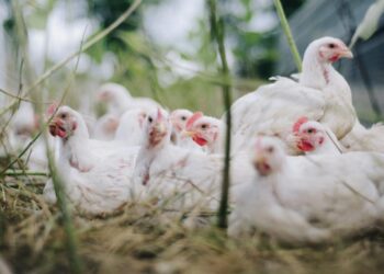 أستاذ تربية يكشف طرق مواجهة التحديات والمخاطر التي تعترض مربى الثروة الداجنة