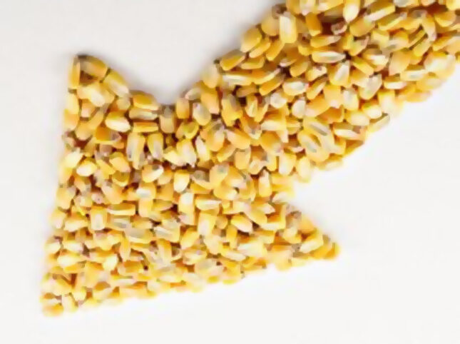 بنسبة 25%.. تراجع واردات مصر من الذرة الصفراء في 2023