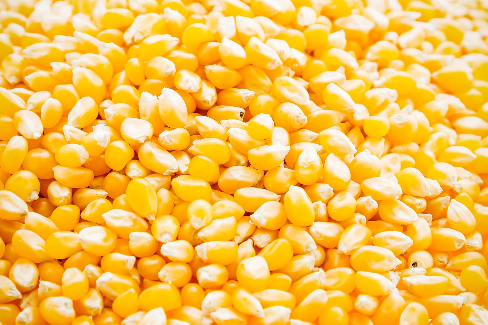 تقلص إمدادات الذرة الهندية بسبب الطلب المحلي القوي
