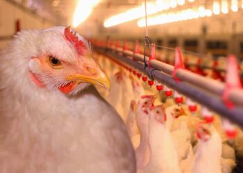 أسعار الدواجن