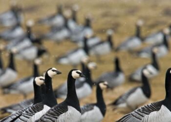 دور الطيور المهاجرة فى نقل عدوى الميكوبلازما