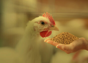 طلب إحاطة للحكومة بشأن ارتفاع أسعار اللحوم بالرغم من تراجع الأعلاف 10 آلاف جنيه للطن