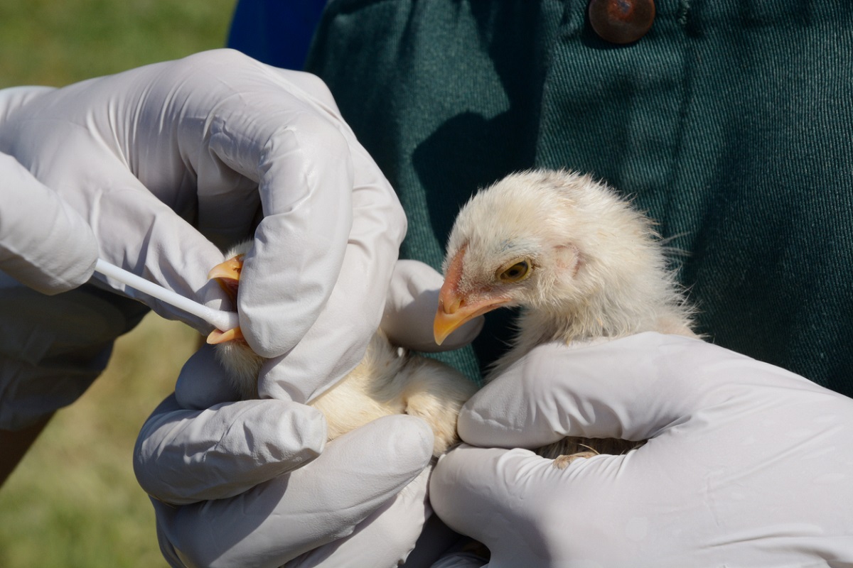 البرازيل تمدد حالة الطوارئ الصحية الحيوانية لمكافحة أنفلونزا الطيور