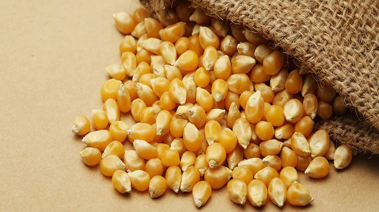 انخفاض المعروض من الذرة في أوكرانيا يؤدي إلى زيادة الطلب