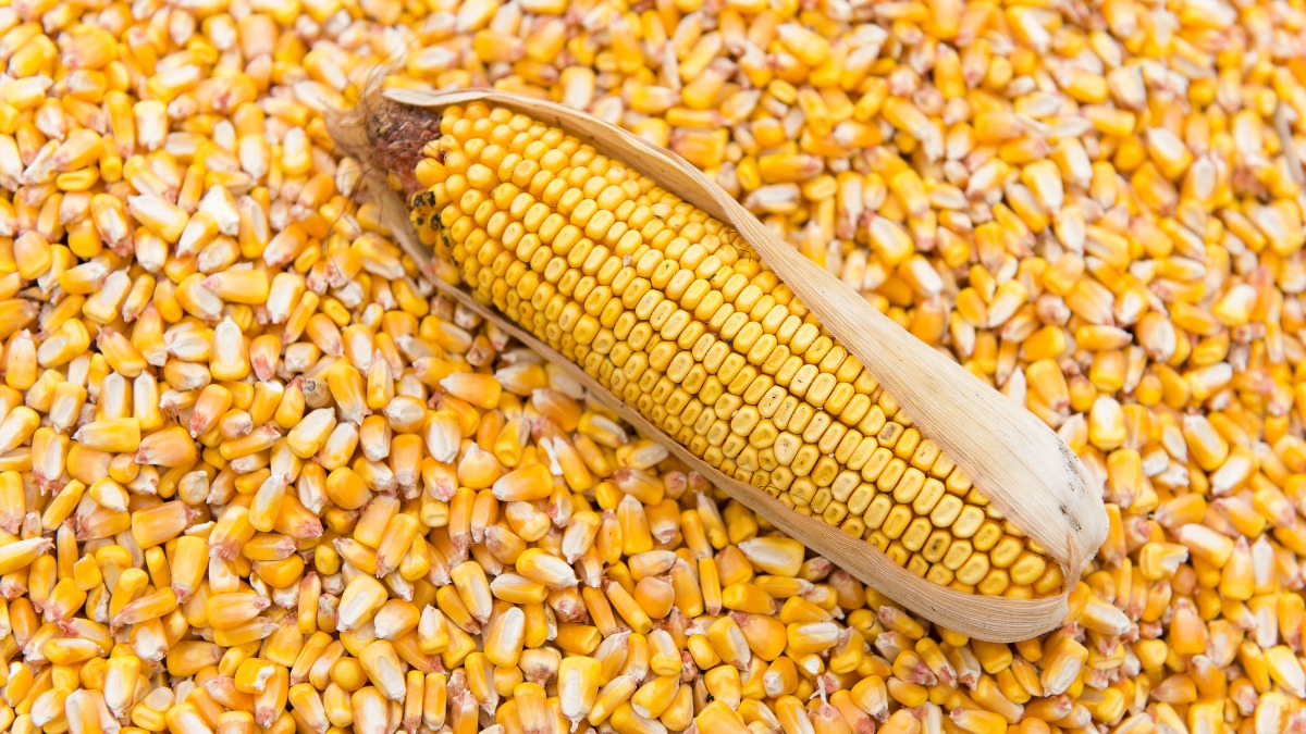 المكسيك تستورد 126.700 طن من الذرة الأمريكية