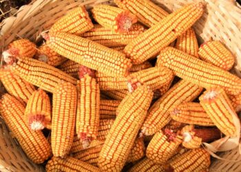 الذرة: سوق العقود الآجلة يفتتح جلسة الأربعاء بانخفاض طفيف في شيكاغو