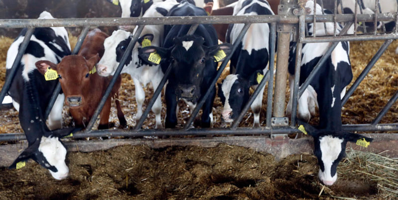 لحماية الثروة الحيوانية.. بيطري كفر الشيخ يعلن توفير لقاح حمى الثلاثة أيام لتحصين الماشية