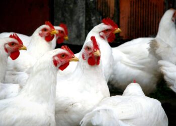 عبد المغيث لـ"قلم بيطري": قلة المعروض وراء ارتفاع أسعار الدواجن للمستهلك