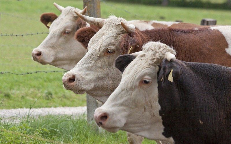 كازاخستان تقترح على فرنسا مشاريع مشتركة في مجال تربية الماشية وتصنيع الحبوب
