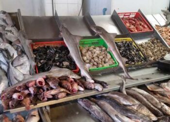 أسعار السمك اليوم الأربعاء في سوق العبور