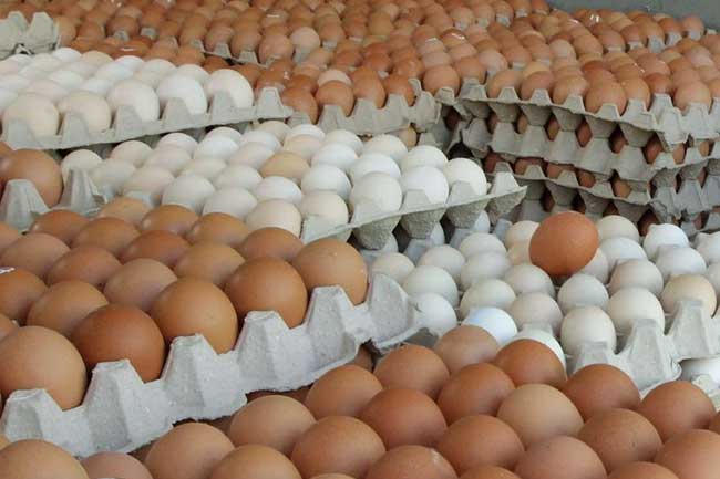 ارتفاع أسعار البيض في الولايات المتحدة مع انتشار أنفلونزا الطيور