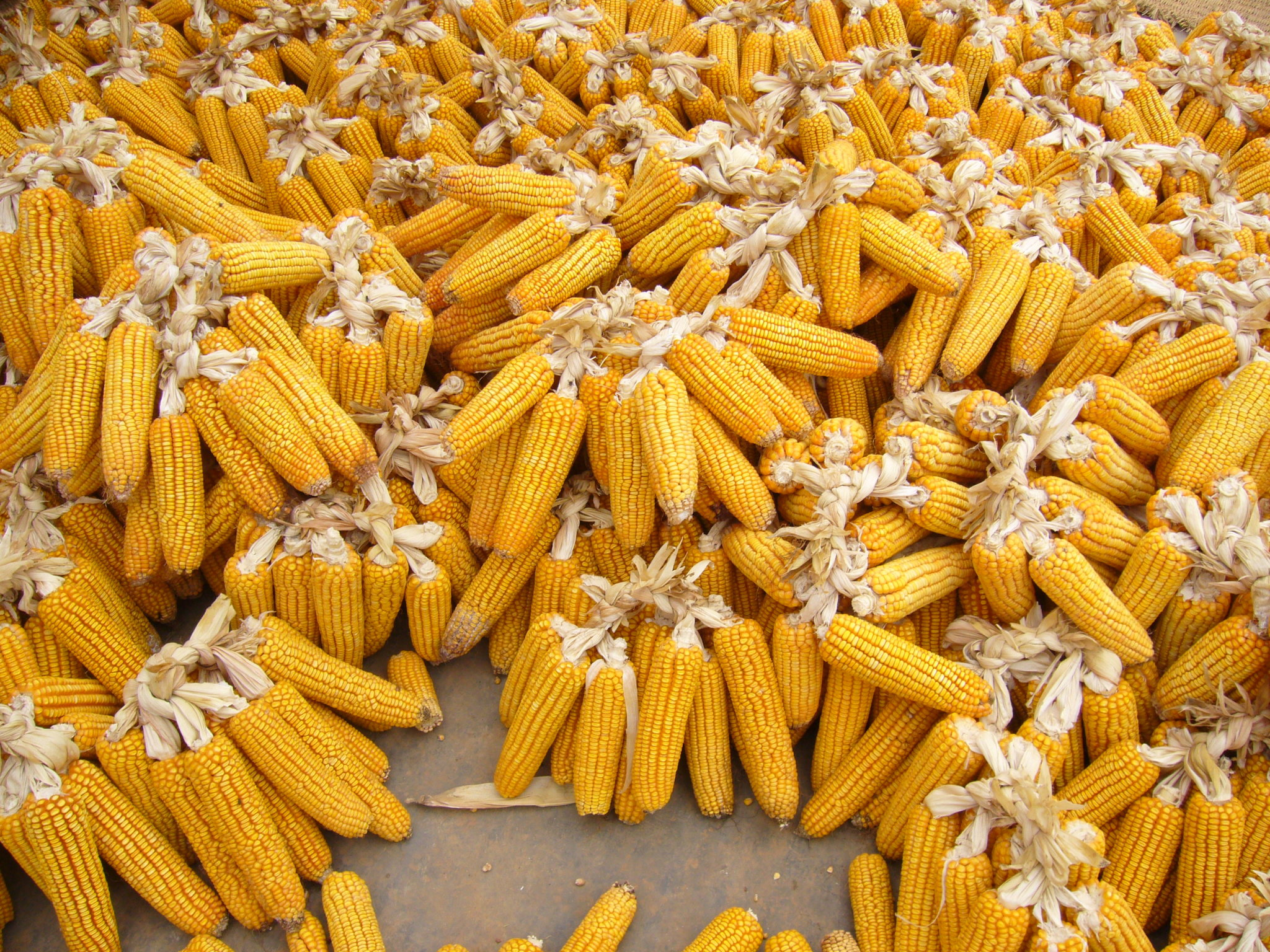 أوكرانيا تسيطر على 45% من إجمالي واردات مصر من الذرة
