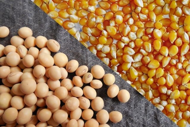 الزراعة الأمريكية ترفع تقديرات المخزون الأمريكي لفول الصويا والذرة