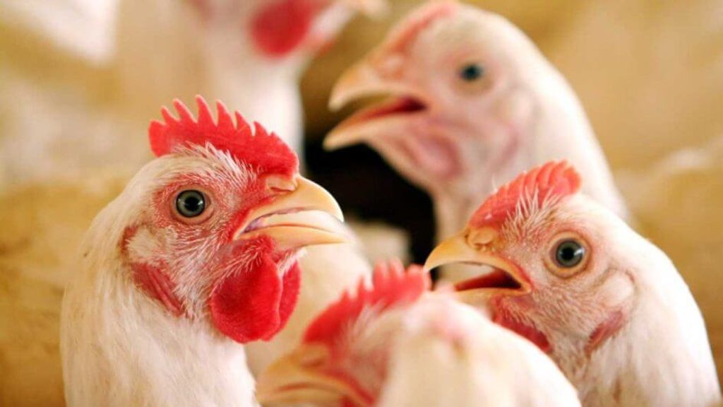 السويد تعلن عن تفشي أنفلونزا الطيور في جنوب البلاد
