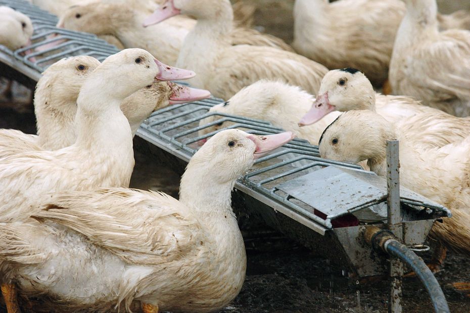 فرنسا تكتشف أنفلونزا الطيور في مزرعة للبط محصنة ضد الفيروس