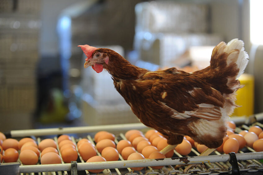 منتجى الدواجن: 50% زيادة في سعر البيض و350% ارتفاعا بالصويا بـ2023