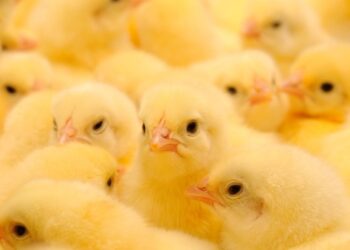 القصبي: ارتفاع في أسعار الكتاكيت الفترة المقبلة مدعومة بتراجع سعر مستلزمات الإنتاج