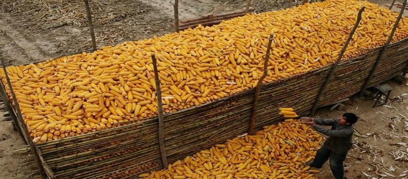 "سلال الإيرانية" تطرح مناقصات لشراء 240 ألف طن من الذرة وكسب الصويا
