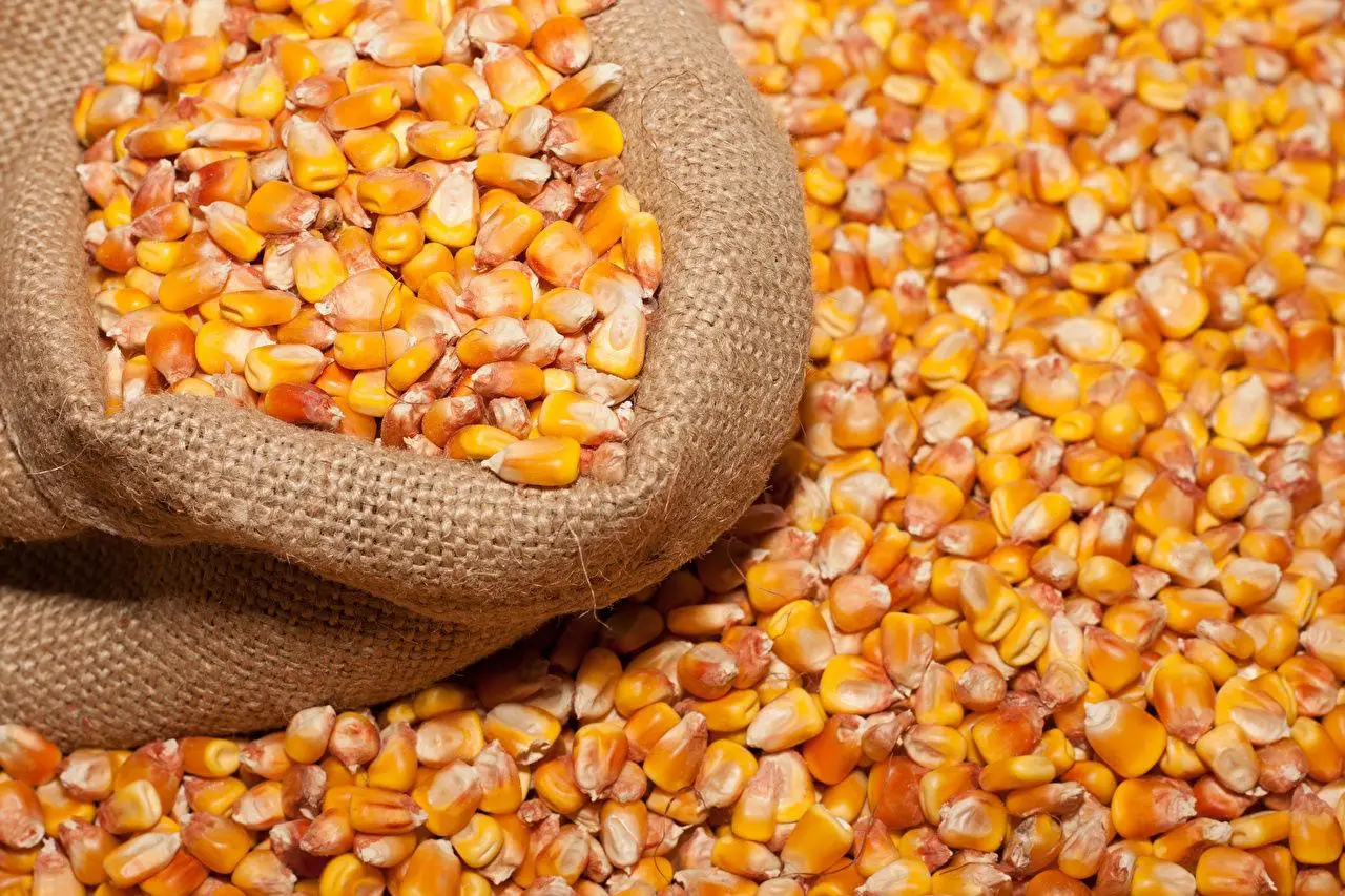كوريا الجنوبية تتعاقد على شراء 68 ألف طن من الذرة في صفقة خاصة