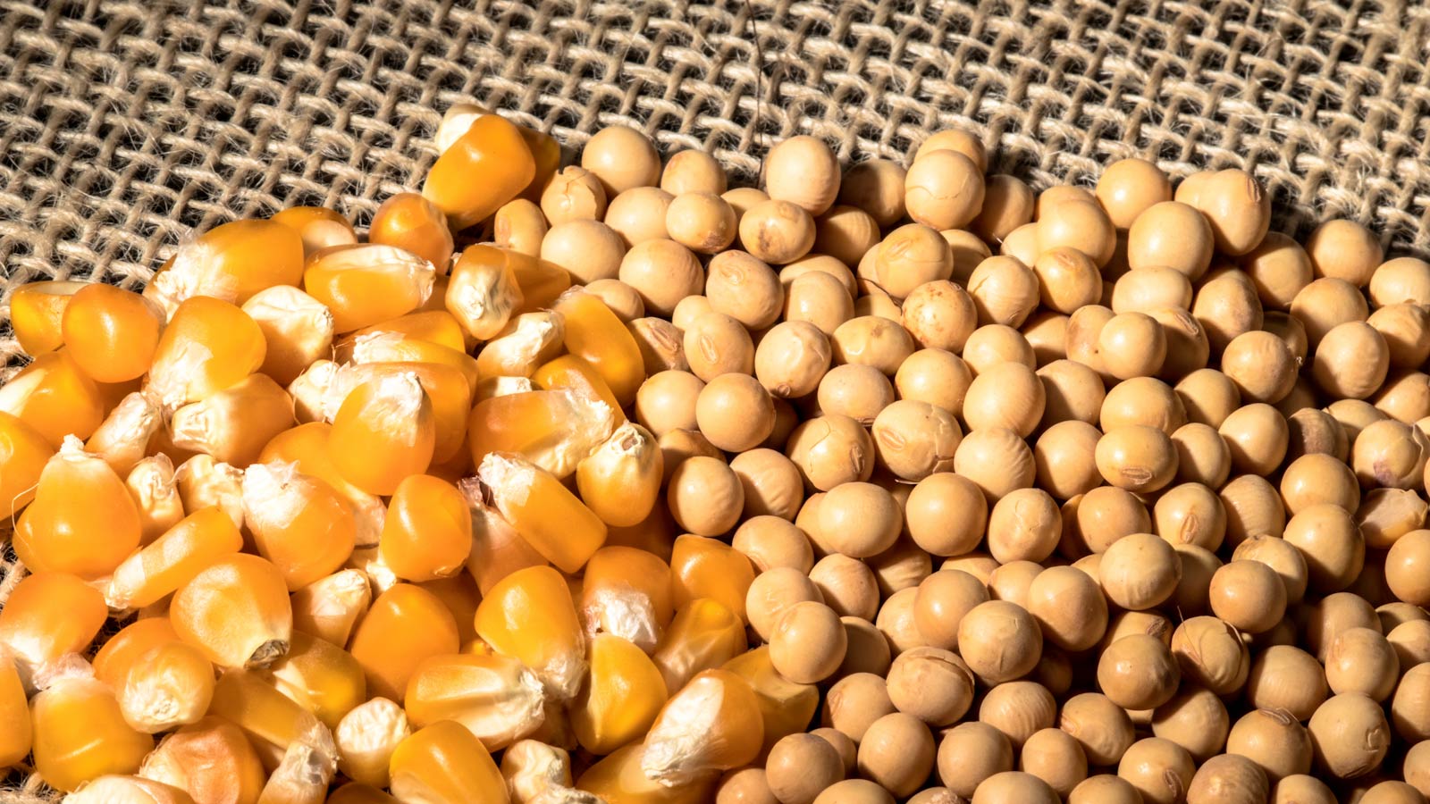 مصر تخطط لزيادة إنتاج الذرة وفول الصويا لتأمين إمدادات الأعلاف