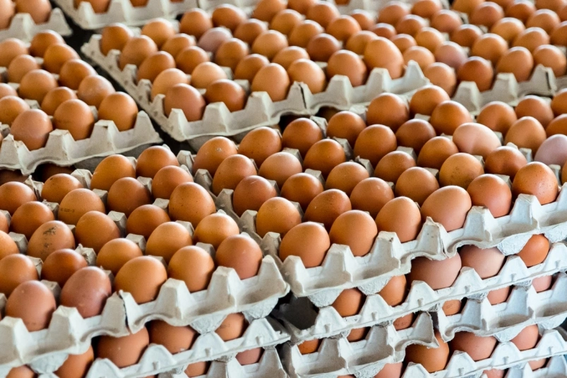 شعبة بيض المائدة تكشف كواليس الارتفاع الجنوني في أسعار البيض بالأسواق