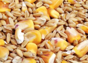 روسيا ترفع ضريبة تصدير القمح والذرة والشعير في الفترة من 14 إلى 20 فبراير