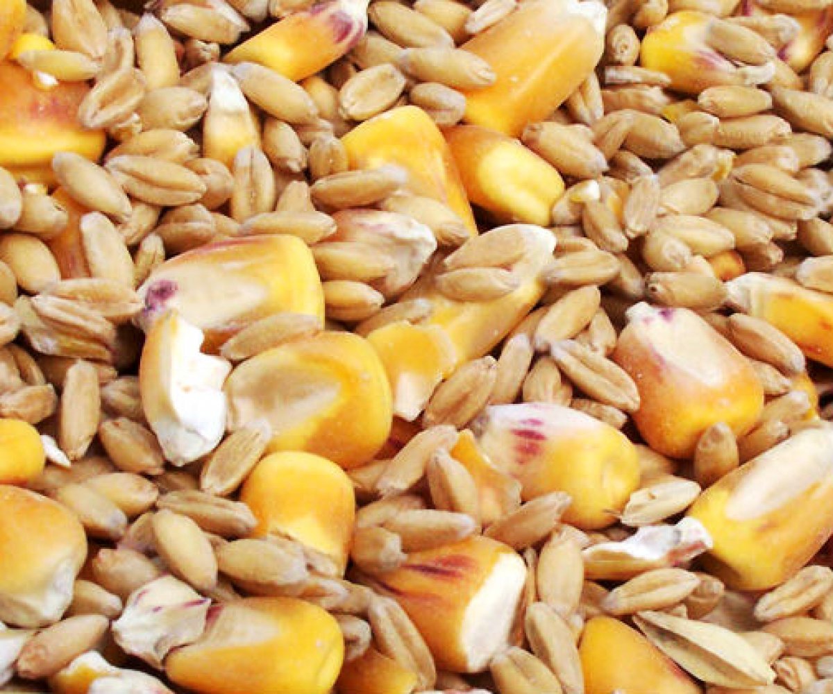 روسيا ترفع ضريبة تصدير القمح والذرة والشعير في الفترة من 14 إلى 20 فبراير