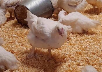 خاص| شعبة الدواجن تزف بشرى سارة: كيلو الفراخ بـ80 جنيه في رمضان