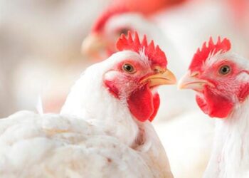 خاص| أحمد رمزي عن تراجع أسعار الدواجن: أمر طبيعي بانتهاء الموسم وستعاود الارتفاع ثالث أيام العيد