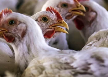 أنفلونزا الطيور| هونغ كونغ تعلق واردات الدواجن من اليابان والولايات المتحدة الأمريكية وبولندا