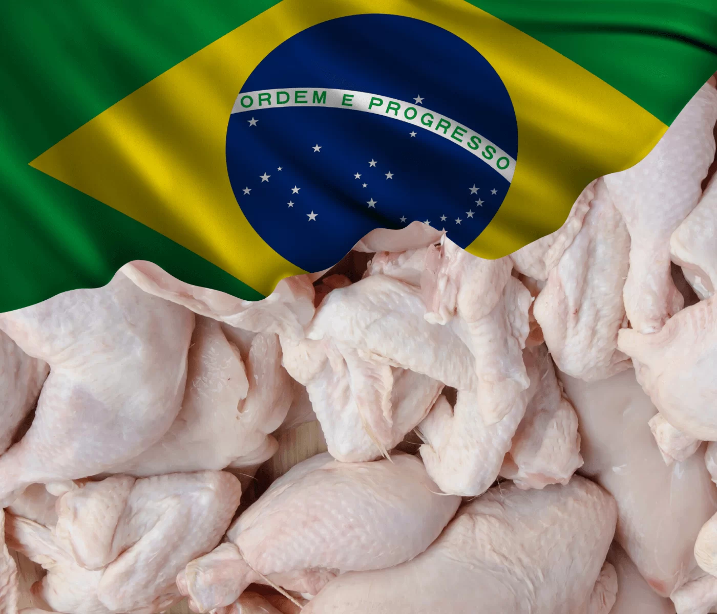 بنسبة 3.8%.. انخفاض صادرات الدواجن البرازيلية في يناير عند 404.9 ألف طن