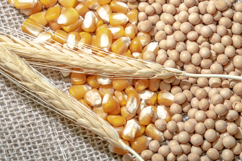 الزراعة الأمريكية تتوقع انخفاضًا في مساحة الذرة والقمح في 2024-25 والإتجاه لفول الصويا