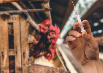 الاستخدام السيء للمضادات الحيوية في مزارع الدواجن وتأثيرها علي صحة الانسان